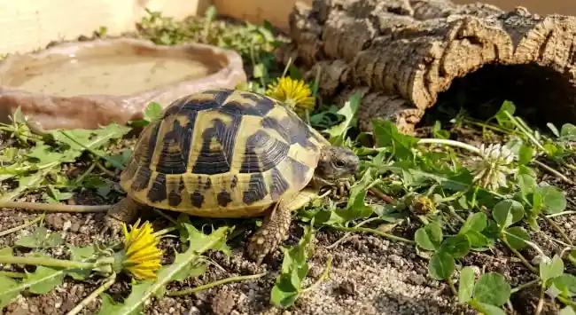 Buying a Tortoise in the UK: The Essential Beginner's Guide