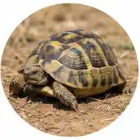 Spur-Thighed Tortoise