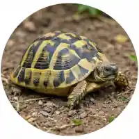 Hermann's Tortoise
