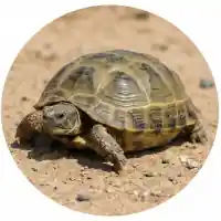 Horsfield's Tortoise