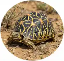 Indian Star Tortoise