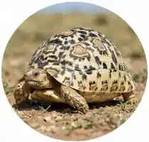 Leopard Tortoise