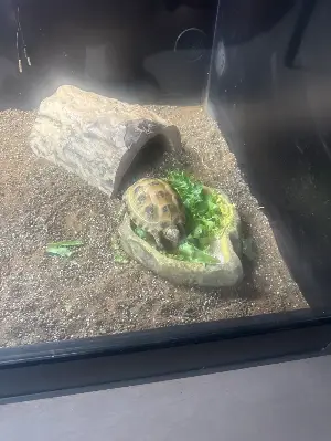 Horsefield Turtle