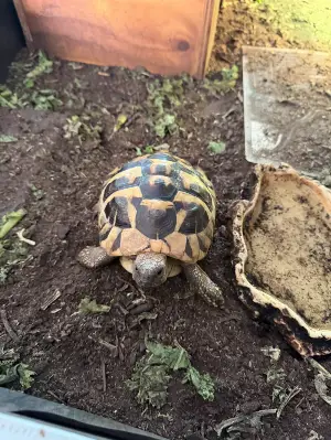 Gallery view 1 of Male Hermann Tortoise and housing 6 years old Manchester