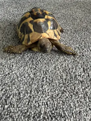 Gallery view 2 of Male Hermann Tortoise and housing 6 years old Manchester