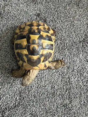 Gallery view 3 of Male Hermann Tortoise and housing 6 years old Manchester