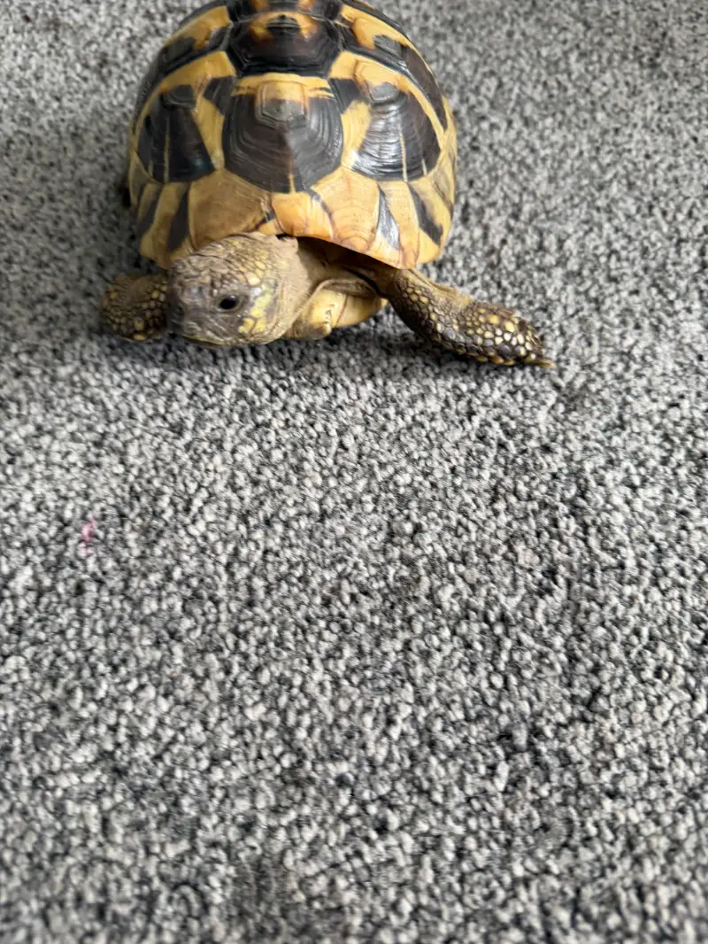 Male Hermann Tortoise and housing 6 years old Manchester