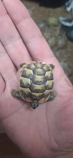 Baby Mediterranean Spur Thighed (Testudo Graeca) tortoises