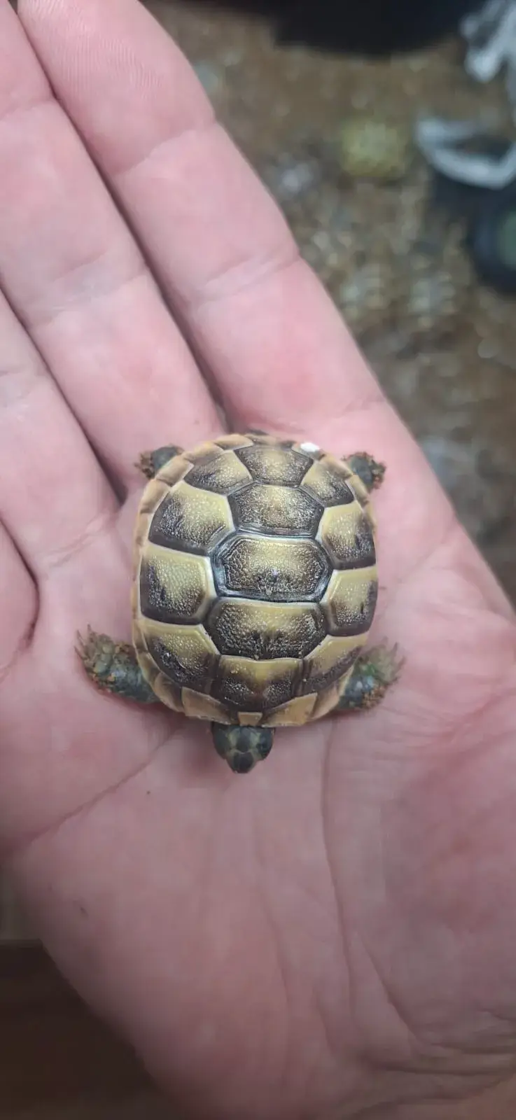 Baby Mediterranean Spur Thighed (Testudo Graeca) tortoises