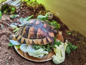 Gallery view 1 of Marginated Tortoise & Enclosure