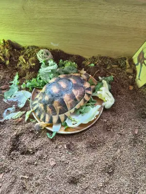 Gallery view 2 of Marginated Tortoise & Enclosure