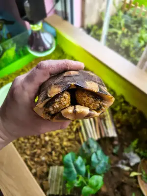 Gallery view 3 of Marginated Tortoise & Enclosure