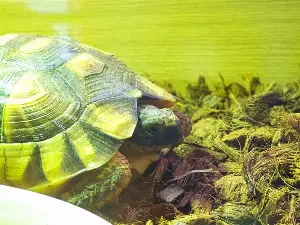 Marginated Tortoise & Enclosure