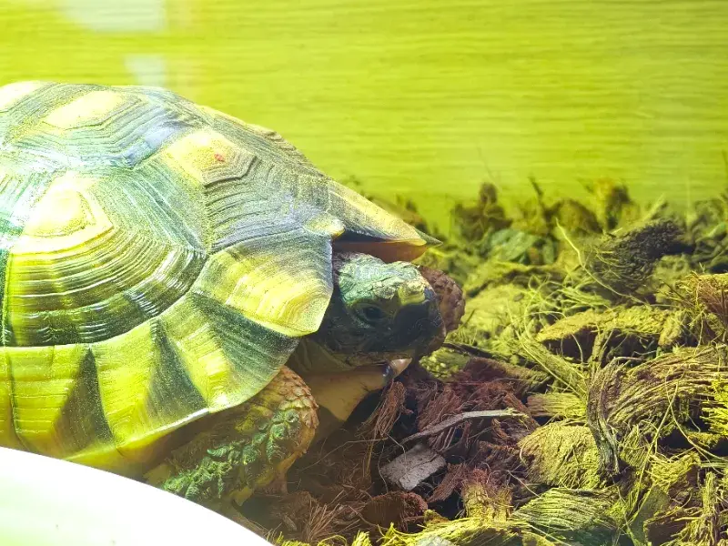 Marginated Tortoise & Enclosure