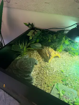 Gallery view 1 of African leopard tortoise 