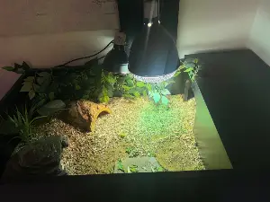 Gallery view 2 of African leopard tortoise 