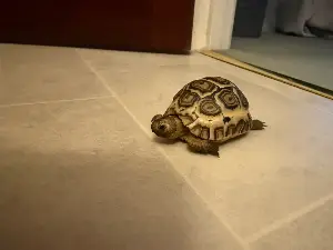 African leopard tortoise 