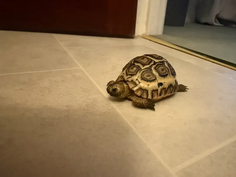 African leopard tortoise 