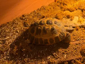 Gallery view 1 of Adult male horsefield tortoise