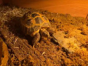 Adult male horsefield tortoise