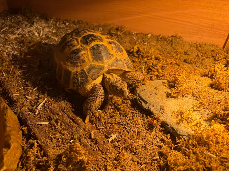 Adult male horsefield tortoise