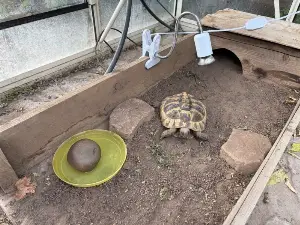 Hermanns Tortoise (Lego - Male) - 10 years old