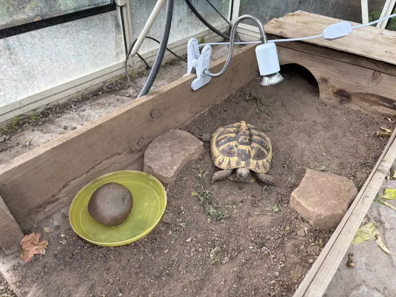 Hermanns Tortoise (Lego - Male) - 10 years old