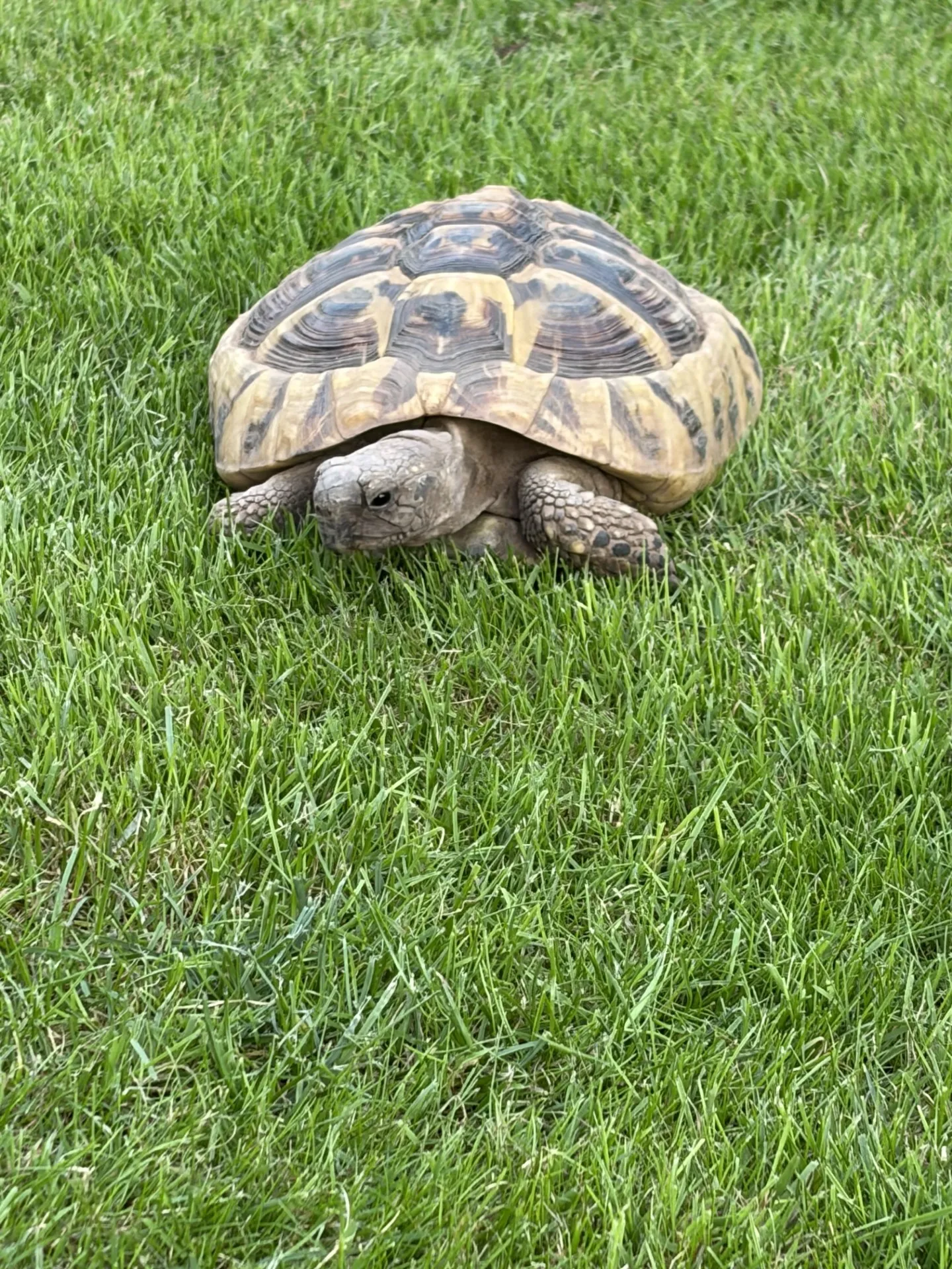Gallery view 2 of Hermanns Tortoise (Lego - Male) - 10 years old