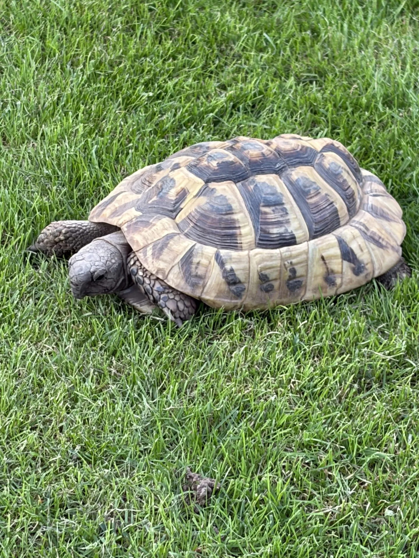 Gallery view 3 of Hermanns Tortoise (Lego - Male) - 10 years old