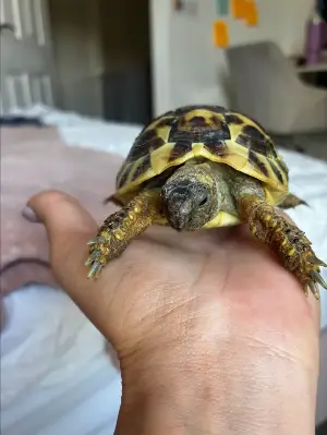 Gallery view 1 of 🐢 Hermann's Tortoise (2 Years Old) With Complete Setup & Article 10 Certificate 🐢