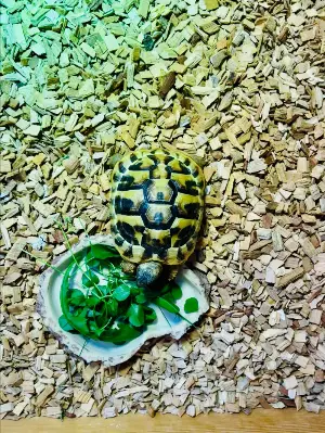 Gallery view 2 of 🐢 Hermann's Tortoise (2 Years Old) With Complete Setup & Article 10 Certificate 🐢