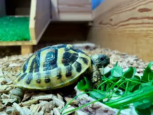 Gallery view 3 of 🐢 Hermann's Tortoise (2 Years Old) With Complete Setup & Article 10 Certificate 🐢