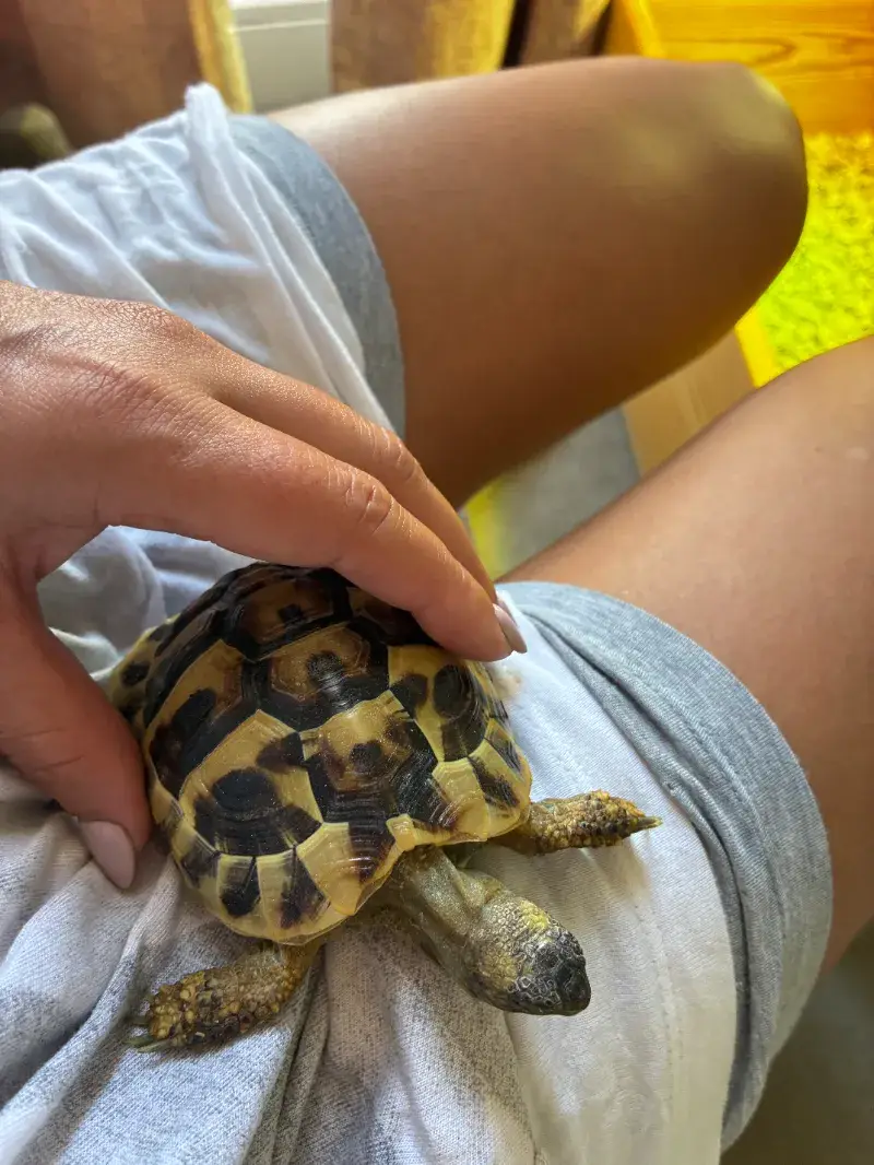🐢 Hermann's Tortoise (2 Years Old) With Complete Setup & Article 10 Certificate 🐢