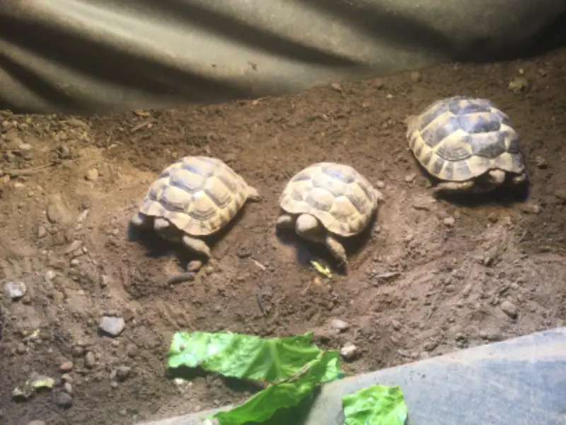 14 months old Spur Thighed hatchlings for sale 