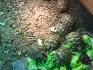 Spur Thighed hatchlings for sale