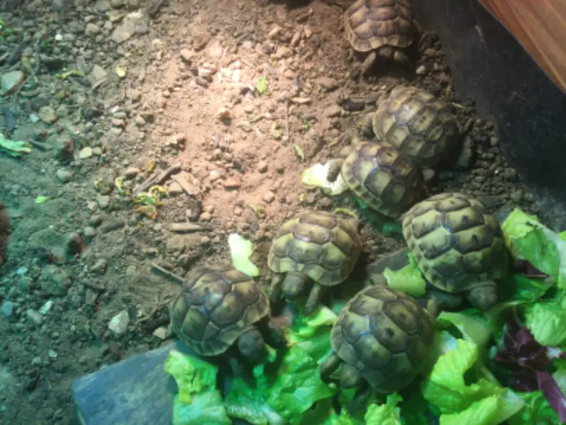 Spur Thighed hatchlings for sale