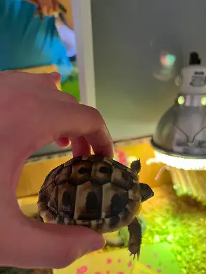 Gallery view 1 of Baby Hermann Tortoise 