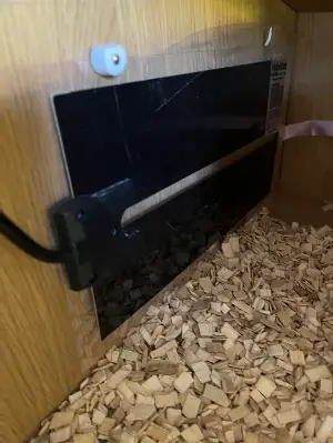Gallery view 4 of Baby Hermann Tortoise 