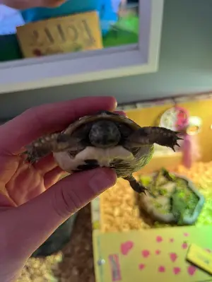 Baby Hermann Tortoise 