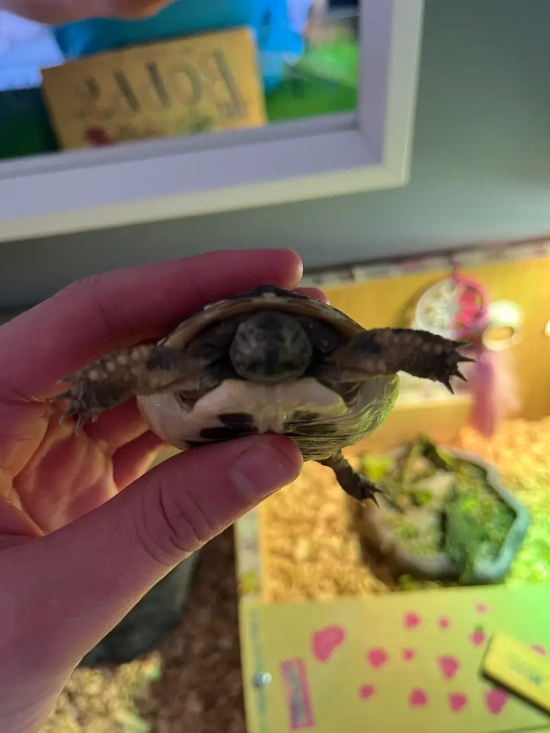 Baby Hermann Tortoise 