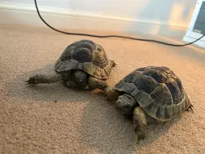 Spur-thighed tortoises