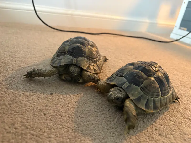 Spur-thighed tortoises