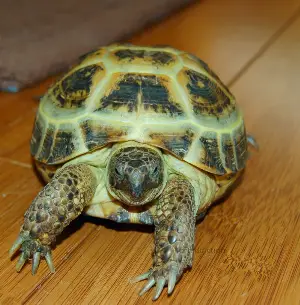 Russian tortoise