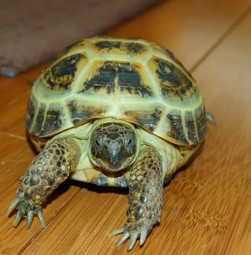 Russian tortoise