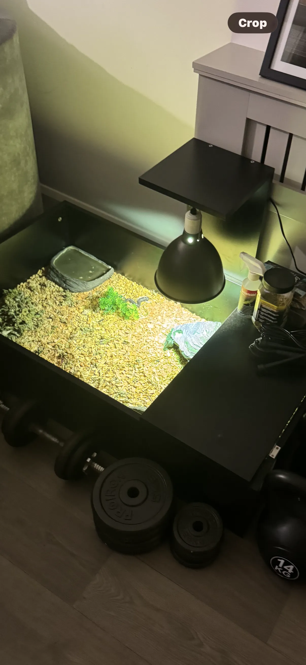 Gallery view 1 of Russian tortoise