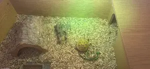 Gallery view 1 of 3 year old horse field tortoise 