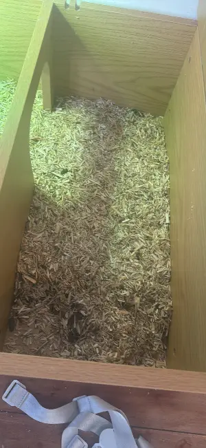Gallery view 2 of 3 year old horse field tortoise 