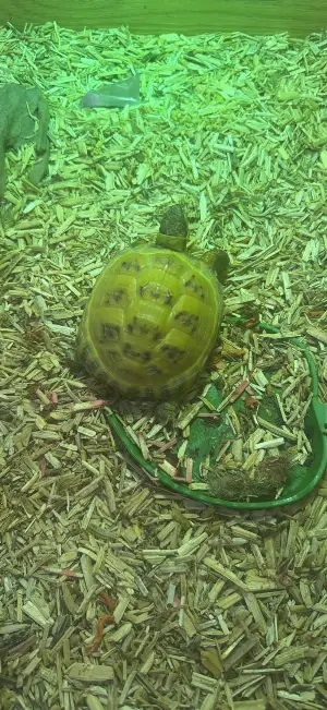 3 year old horse field tortoise 