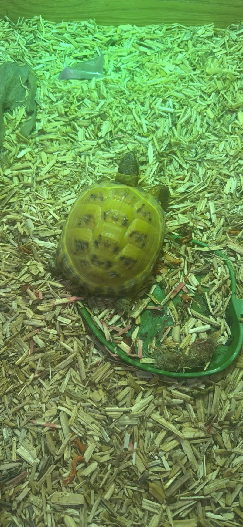 3 year old horse field tortoise 