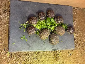 Gallery view 1 of Spur-Thighed Tortoise
